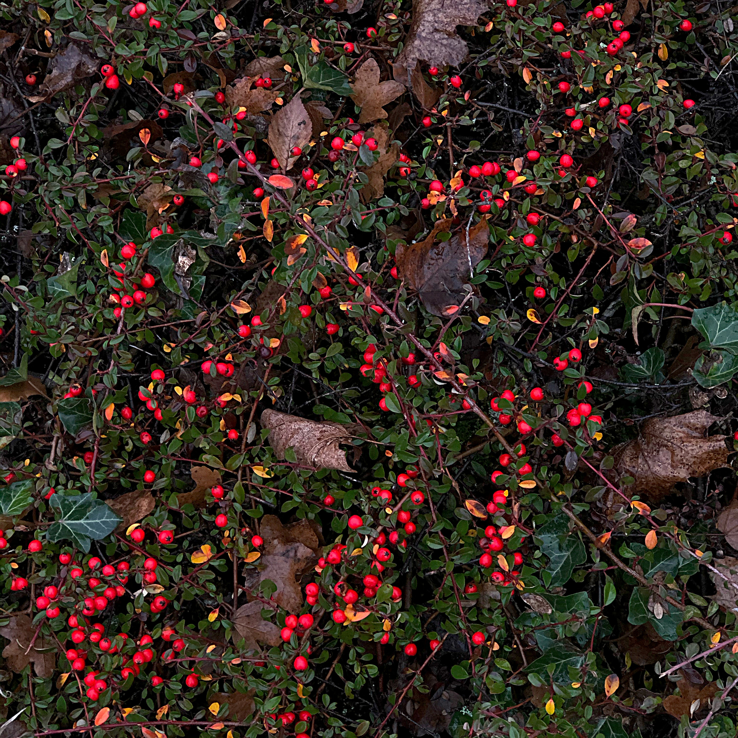 Weihnachtsfarben