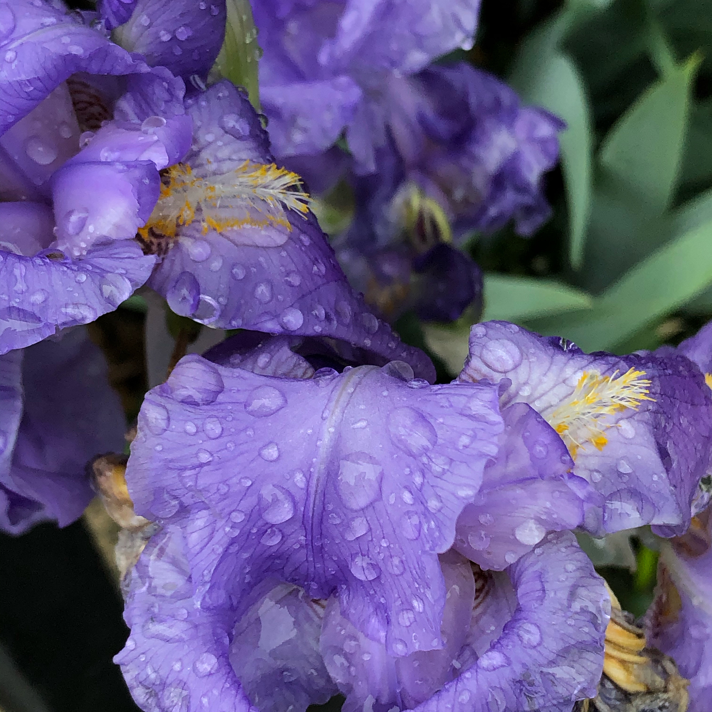 Violetter Regen