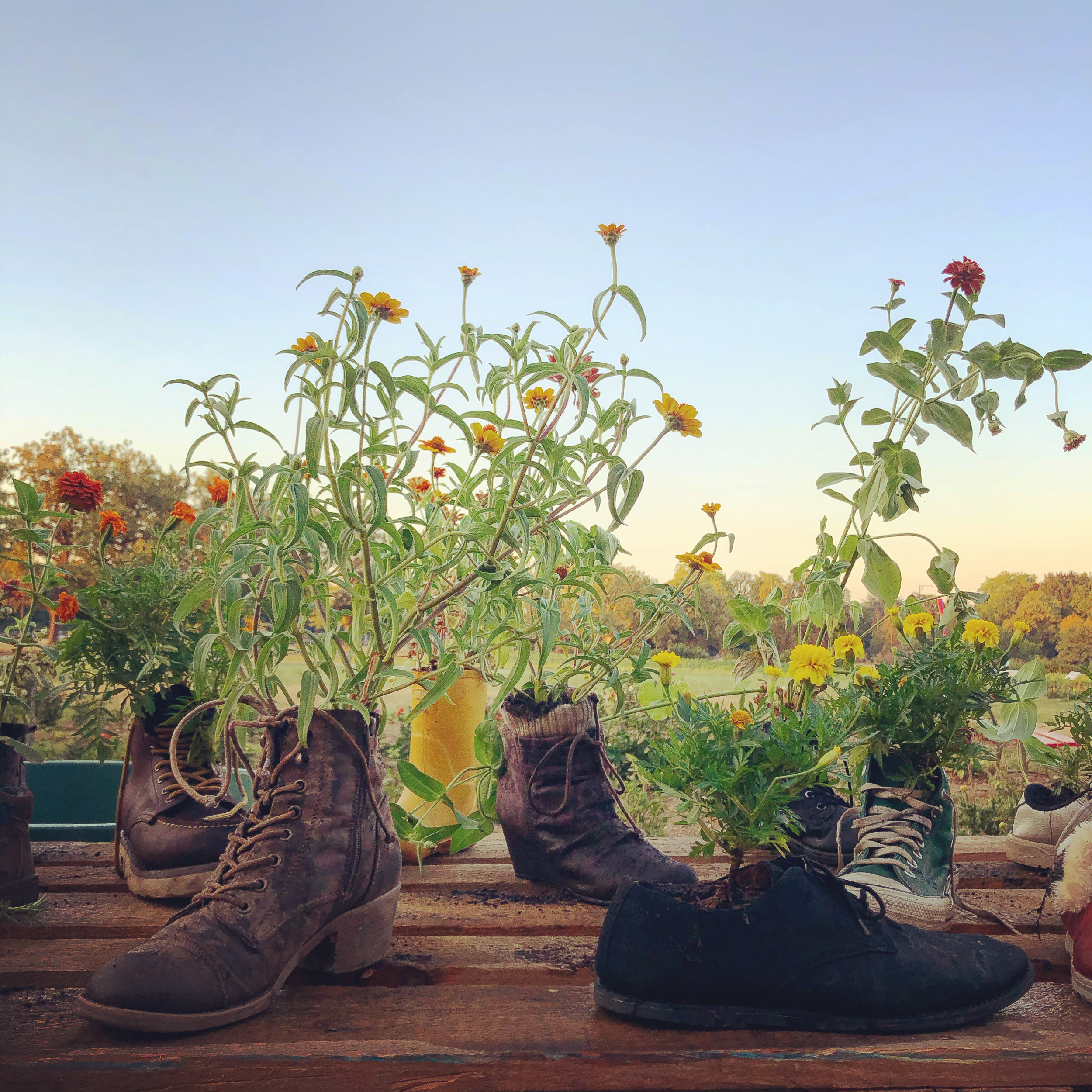 Bepflanzte Schuhe