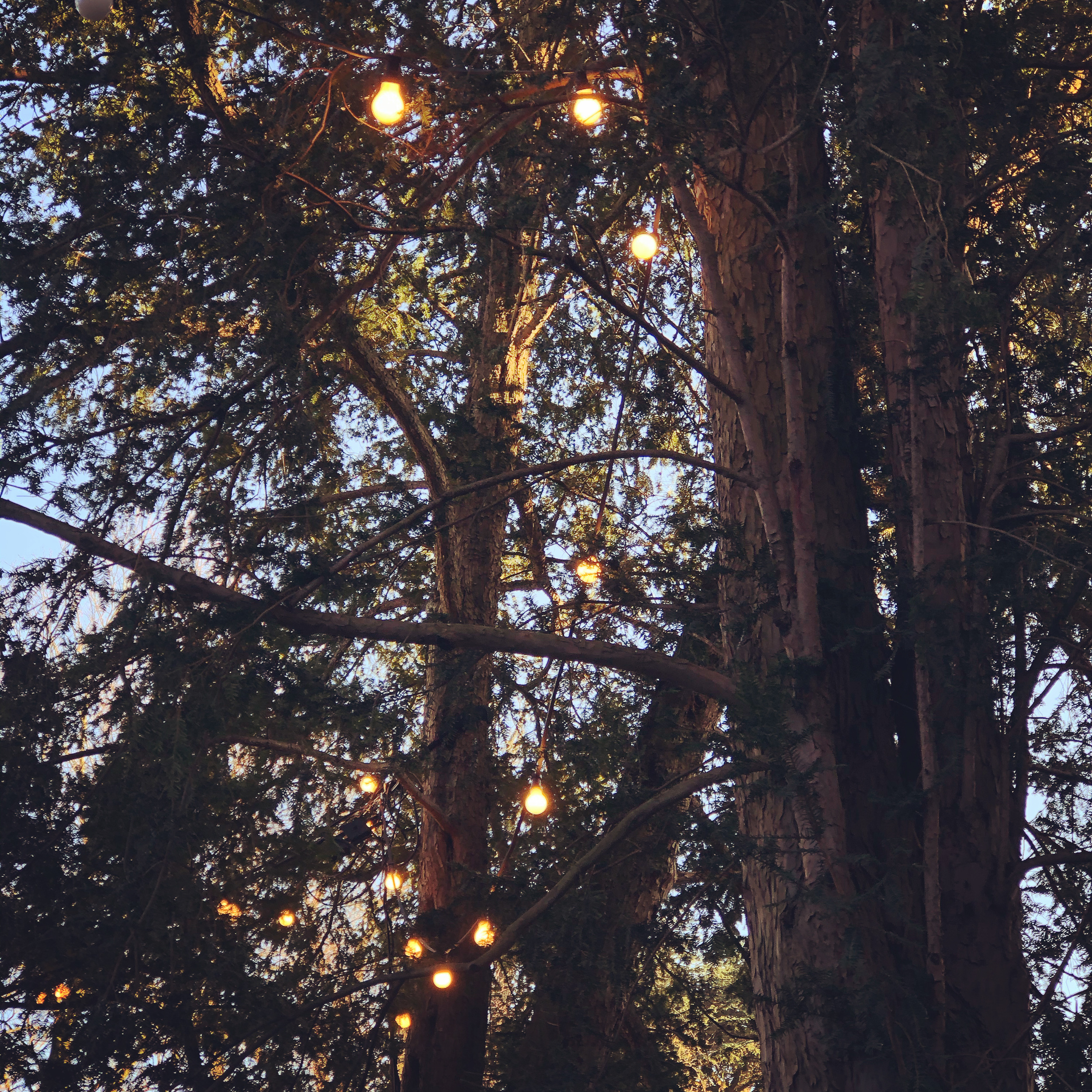 Lichter in Bäumen