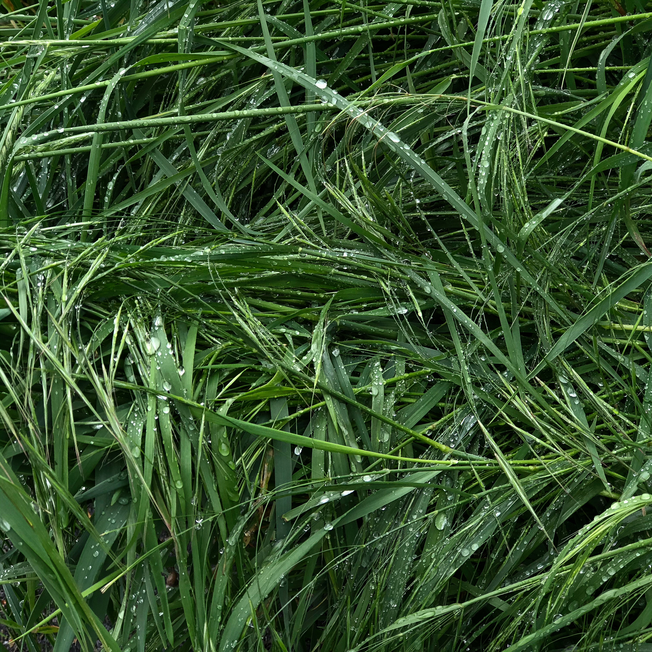 Studien zu nassem Gras