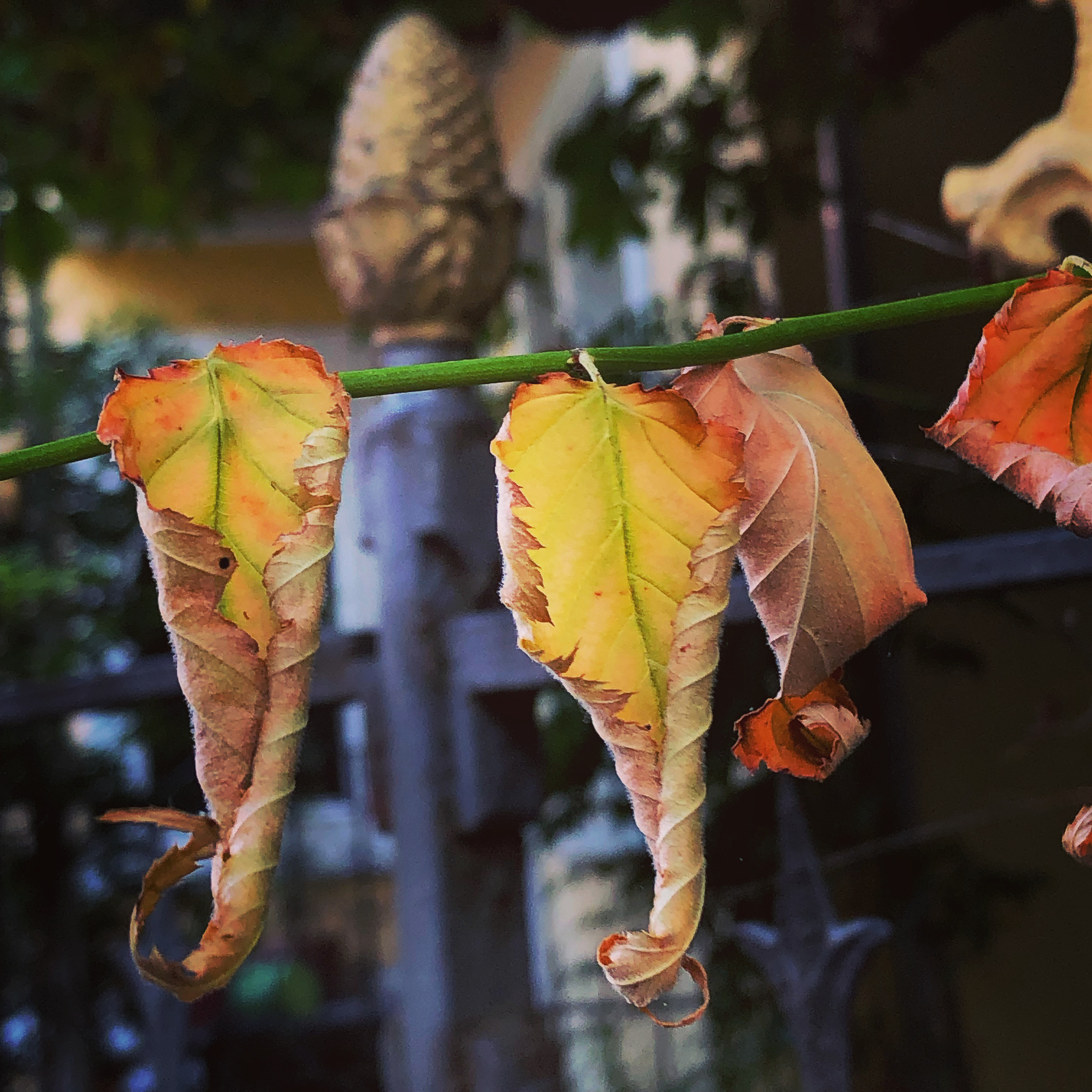 Tanzende trockene Blätter