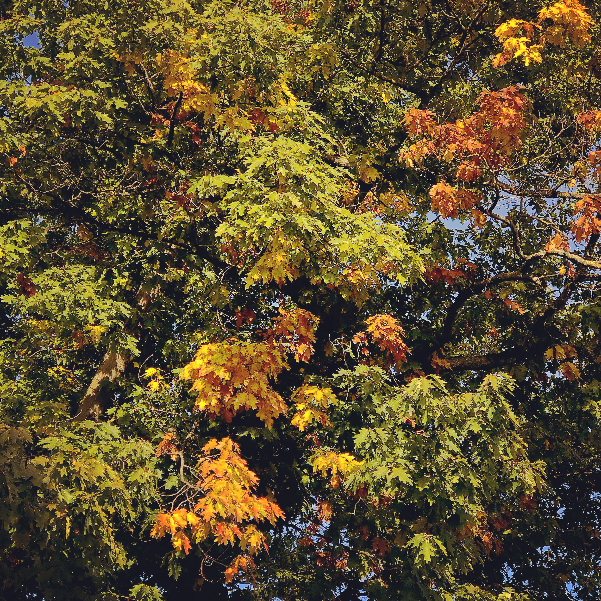 Mehrfarbige Blätter