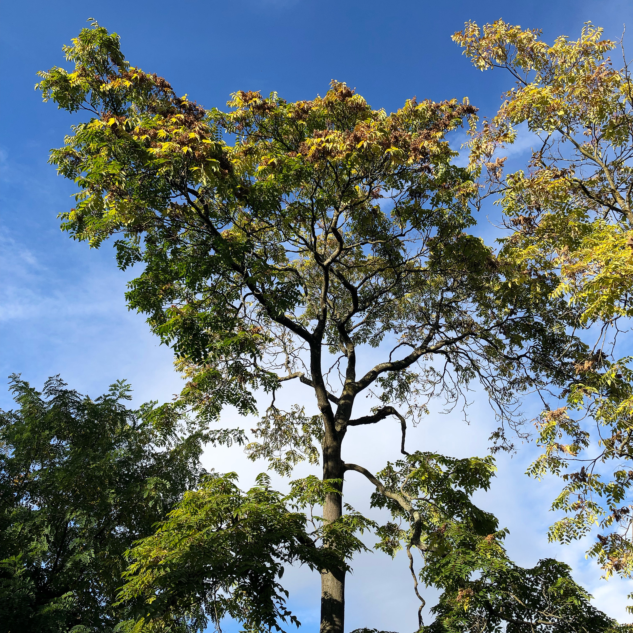 Strahlender Baum