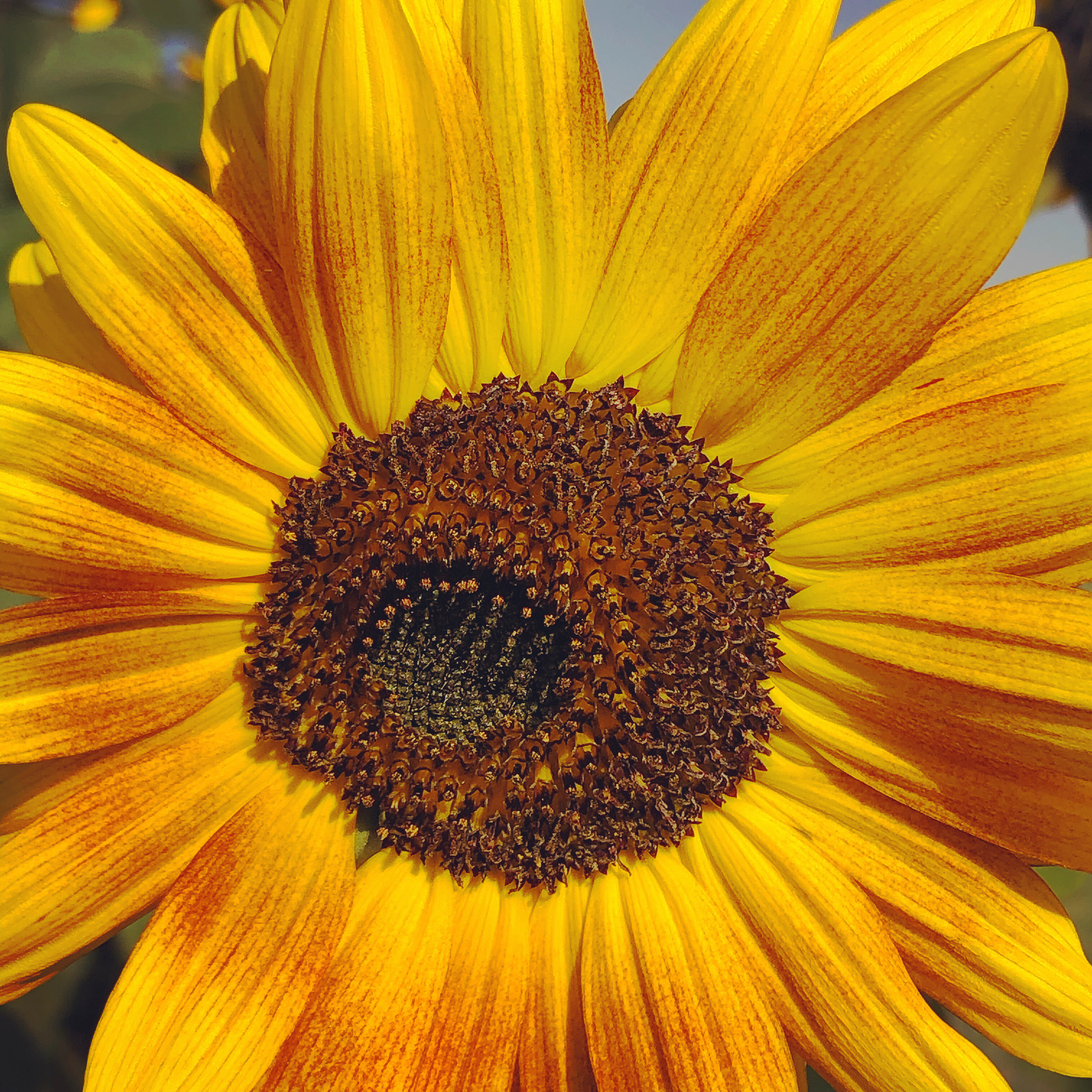 Errötende Sonnenblume