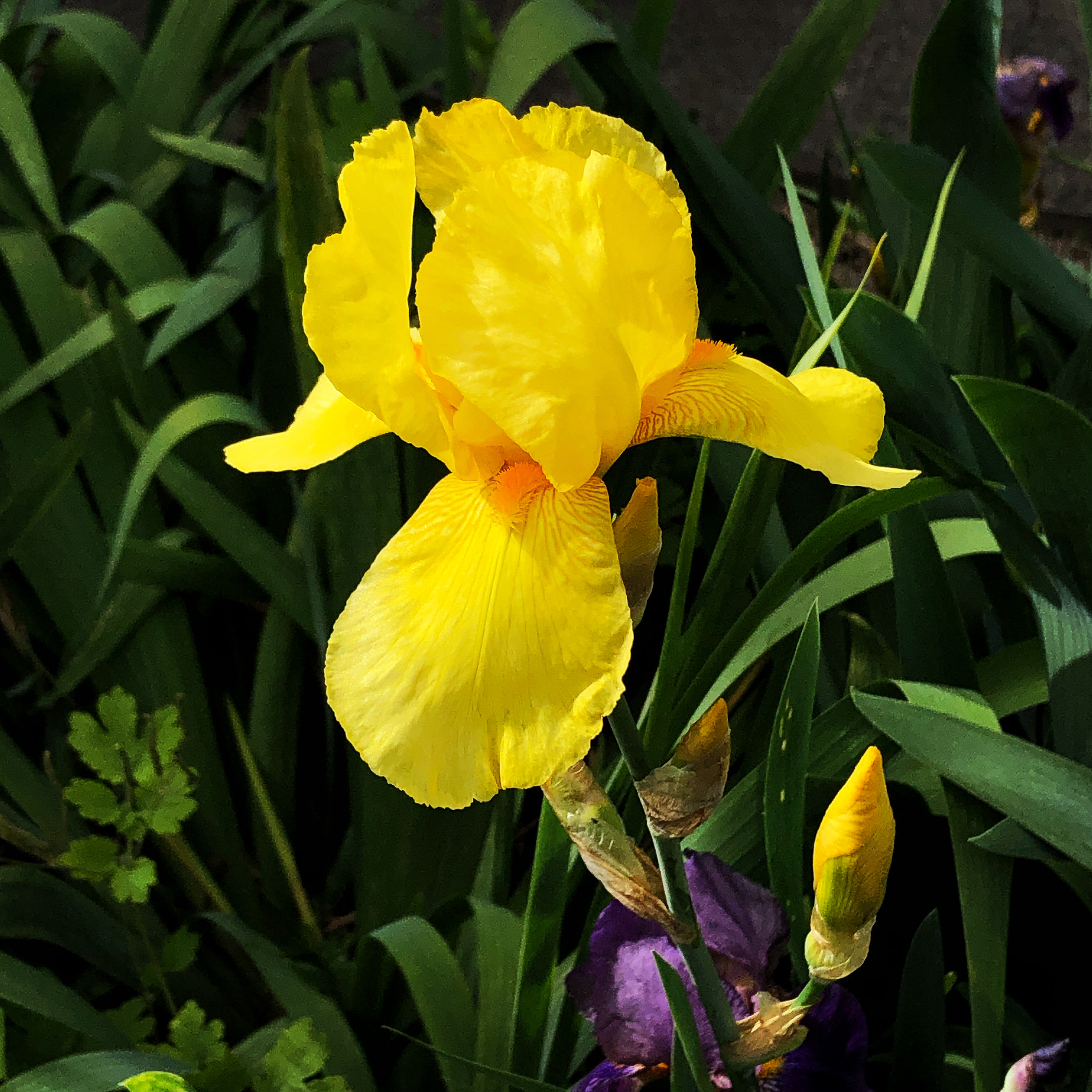 Iris