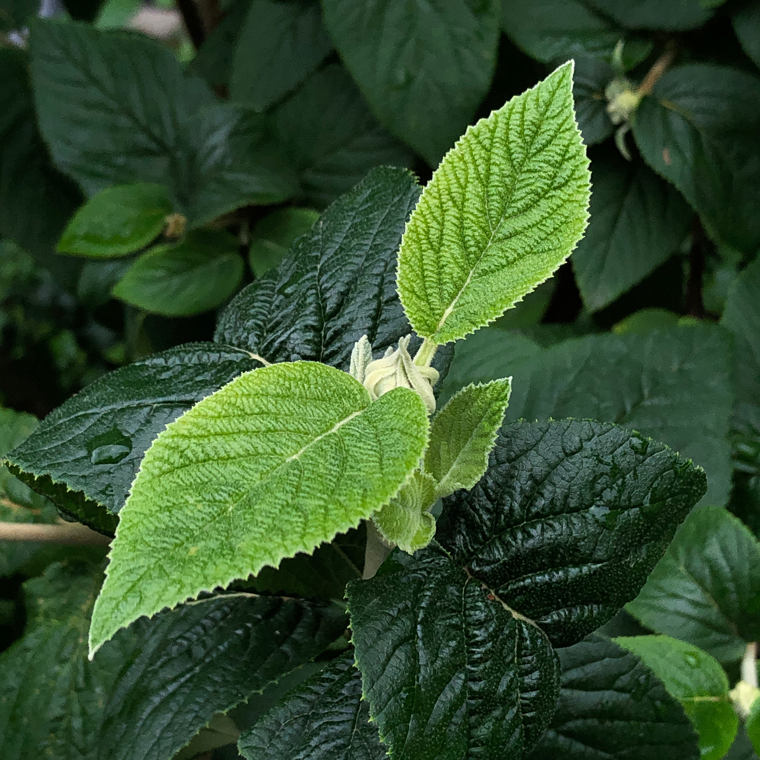 Frische Blätter