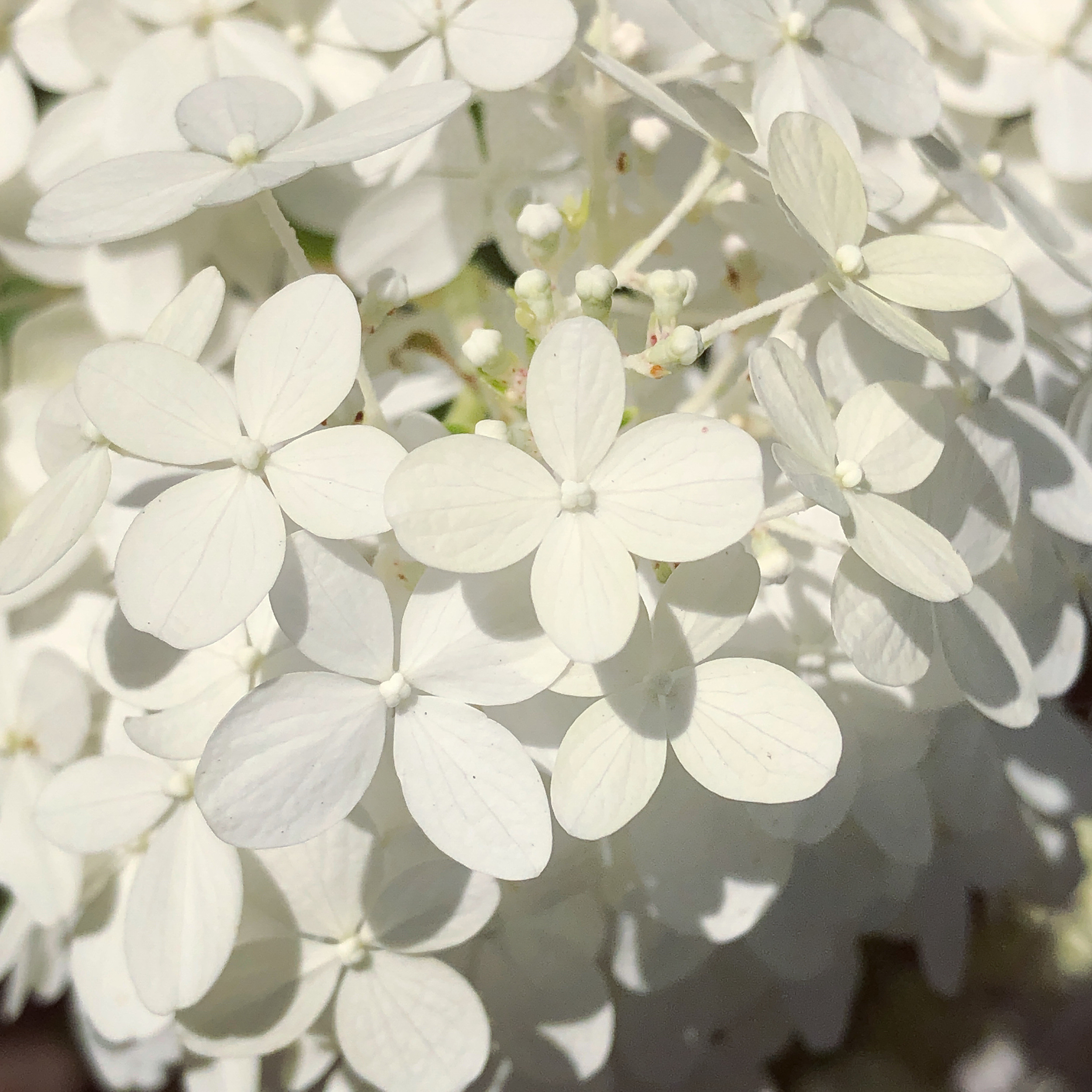 Weisse Blüten